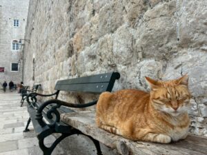 ドブロブニクの猫